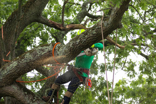 Tree and Shrub Care