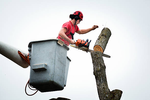 Best Tree Maintenance Programs  in Wanatah, IN