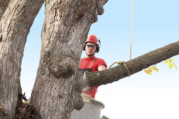 How Our Tree Care Process Works  in  Wanatah, IN